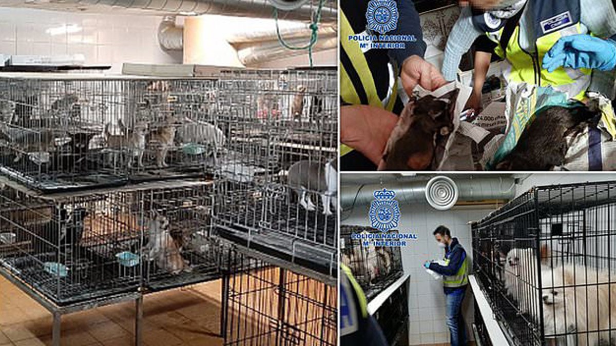 Ilegalni uzgajivači rezali glasnice psima, htjeli spriječiti da laju