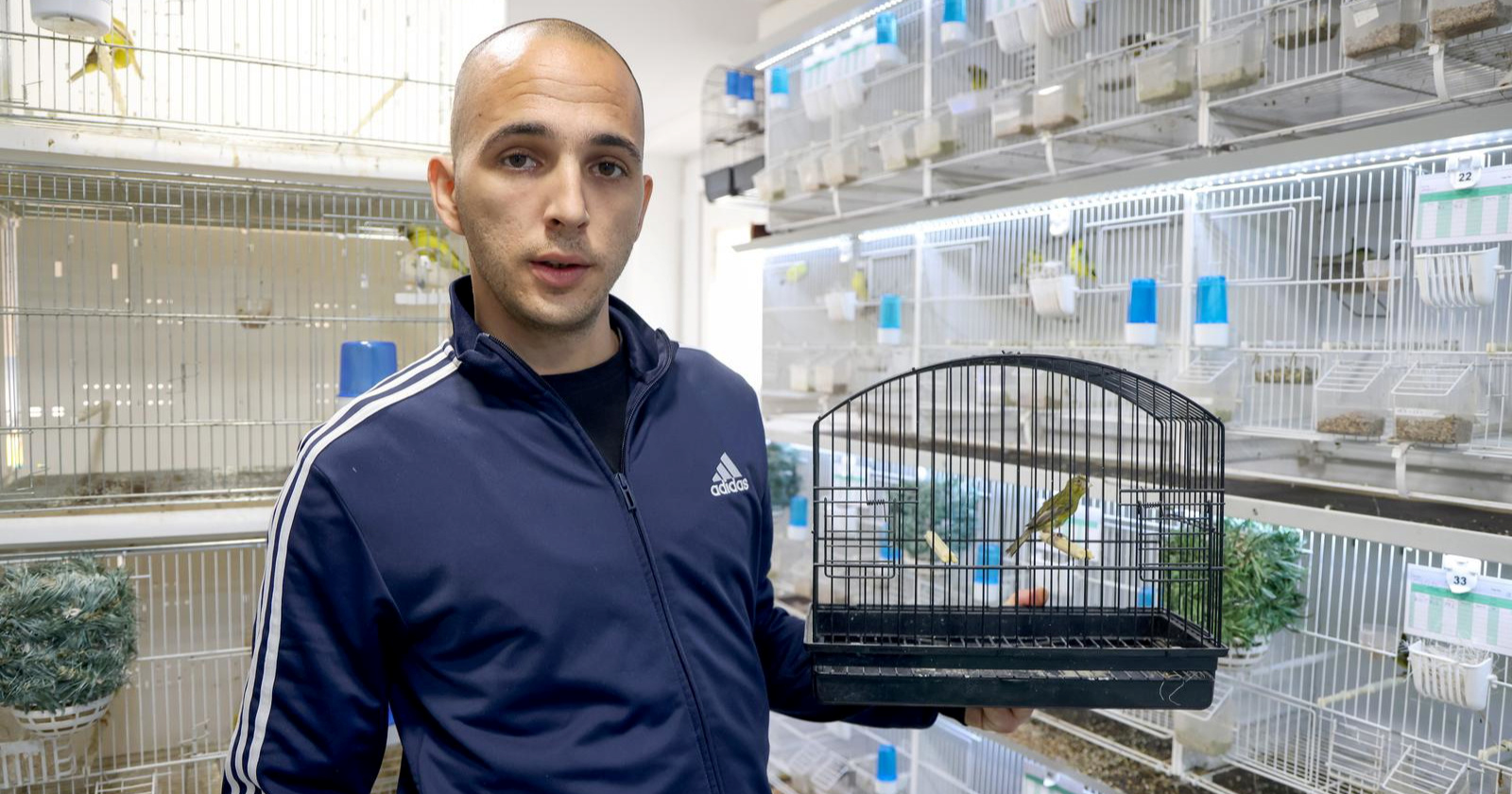 VIDEO Roko (28) iz Bibinja ima najljepše kanarince na svijetu