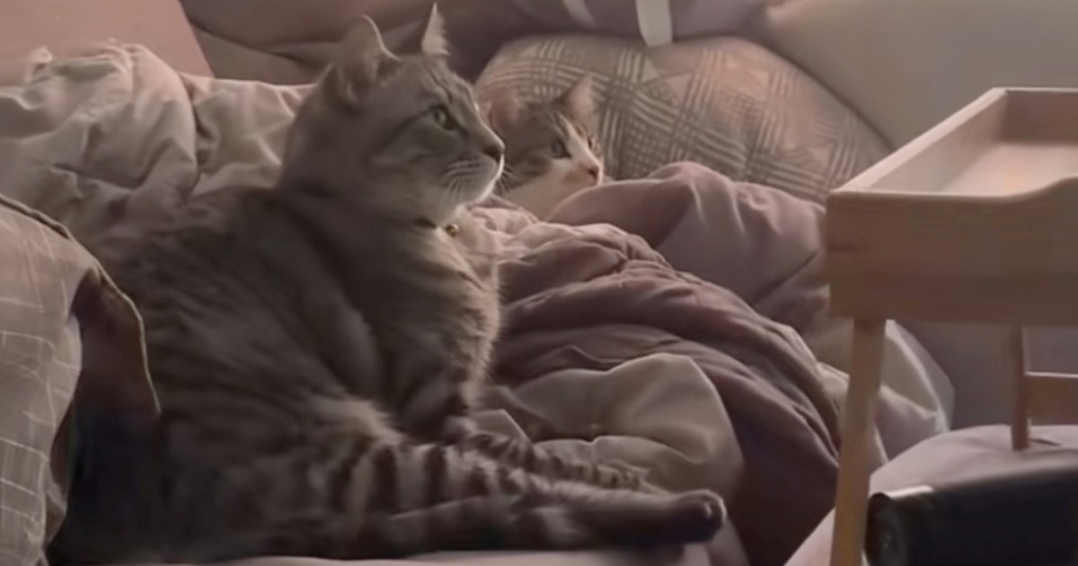 Mačke hipnotizirane dokumentarcem o pticama oduševile internet