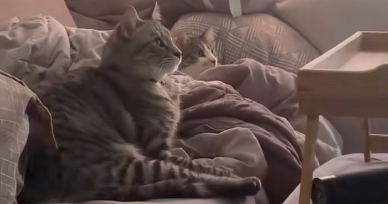 Mačke hipnotizirane dokumentarcem o pticama oduševile internet