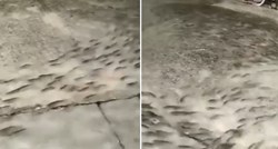 VIDEO More se na Murteru izlilo na obalu, jato riba napravilo "đir" po rivi