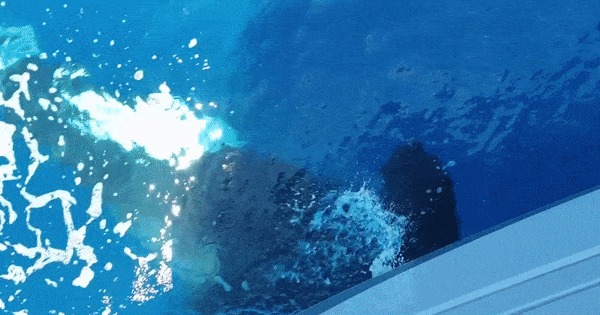 VIDEO Orke napale hrvatski brod kod Gibraltara. Sve je snimljeno