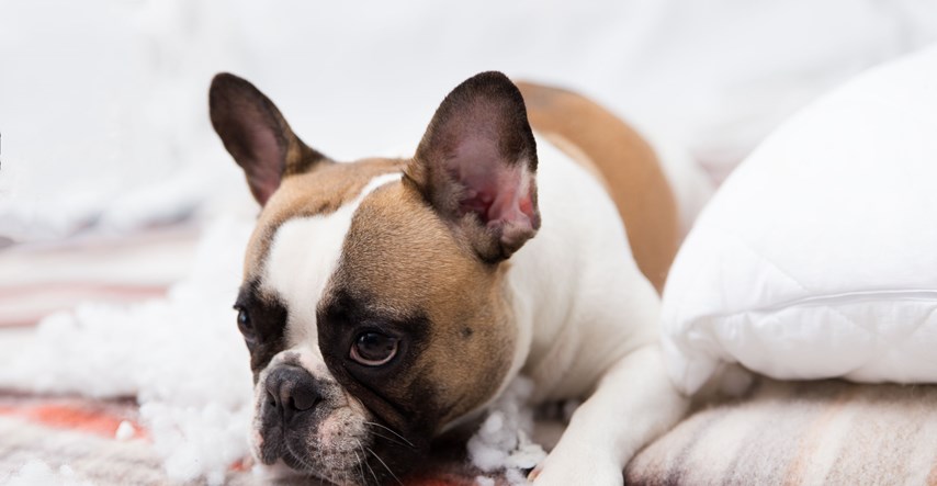 Mogu li psi doista imati osjećaj krivnje ili tužnim pogledom izbjegavaju kaznu?
