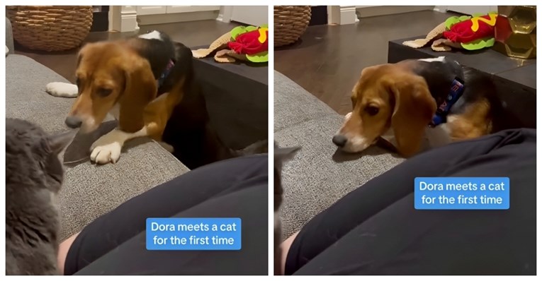 Kujica bigla ugledala mačku prvi put u životu, njena reakcija je sve 