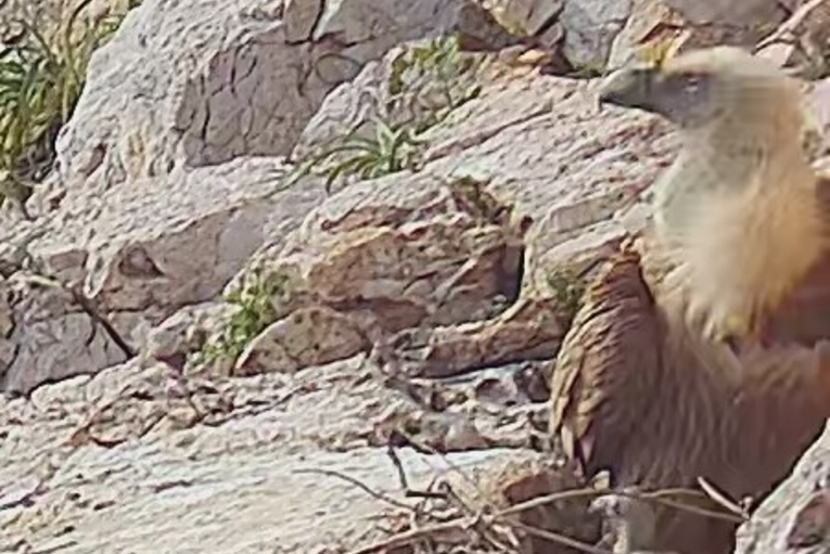Divan prizor s Plavnika: Uočen ptić u gnijezdu bjeloglavih supova