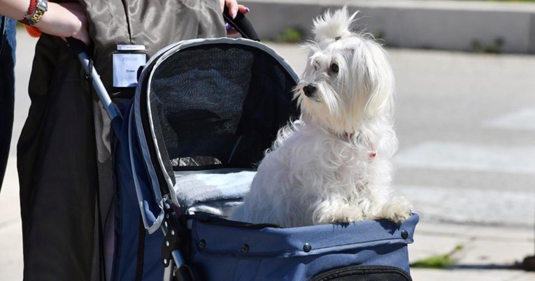 FOTO Kujica Bela privlačila je poglede prolaznika u Šibeniku, jasno je i zašto