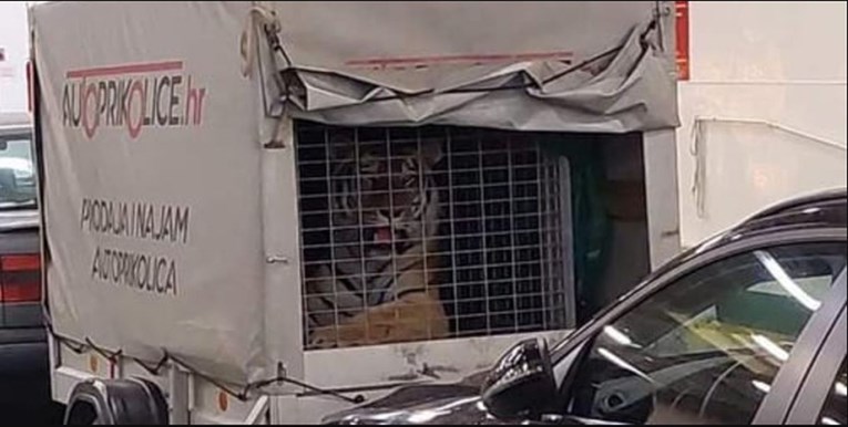 FOTO I VIDEO Na Jadrolinijinom trajektu prevozili tigra