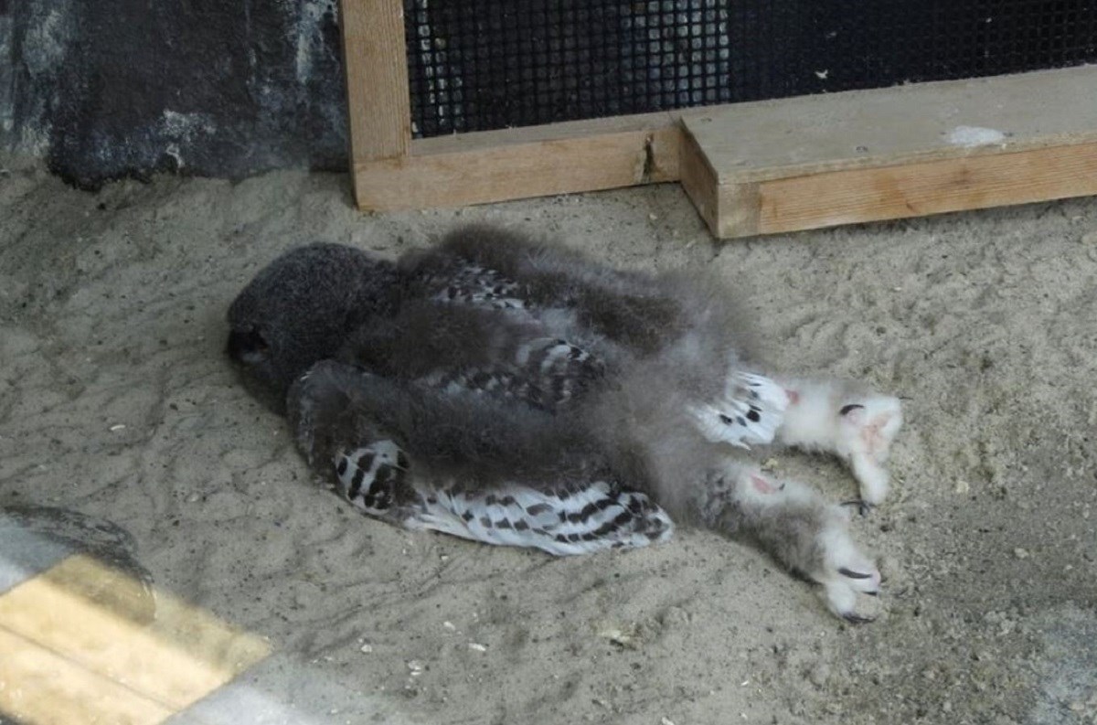 Fotka bebe sove postala hit jer je mnoge iznenadilo zbog čega spavaju ovako