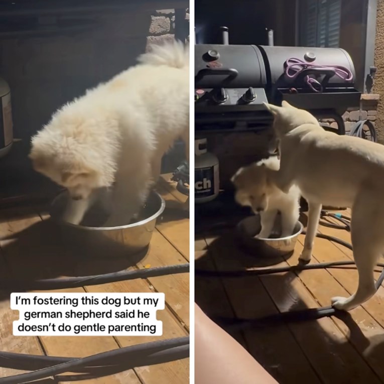 Vragolasti psić prolijevao vodu pa ga je odrasli ovčar odlučio naučiti lekciju