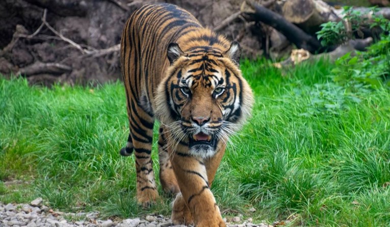 Tigar napao radnicu australskog zabavnog parka koja trenira životinje