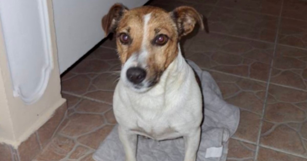 U Vrsima je nestao Jack Russell terijer, obitelj ga tjednima traži