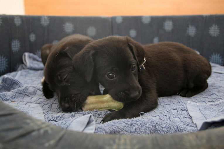 Vukovar daje do 200 eura građanima koji udome napuštene pse