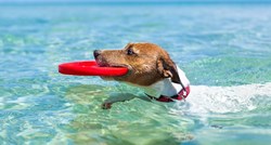 Smije li vaš pas popiti morsku vodu? Evo što kažu veterinari