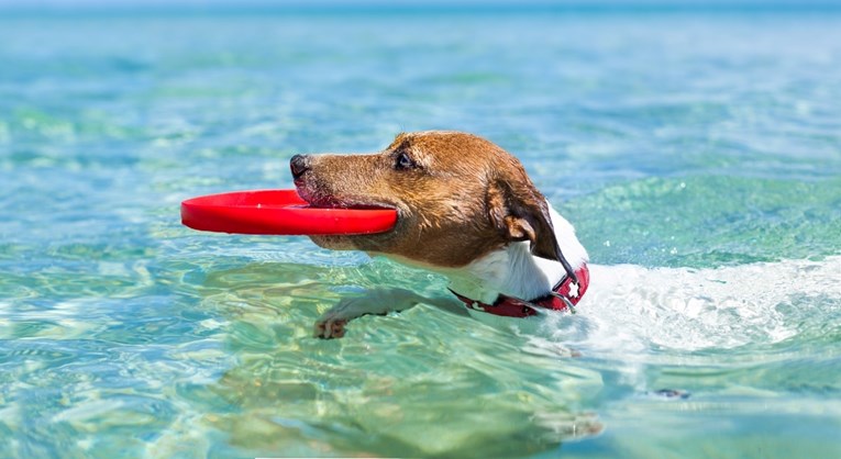 Smije li vaš pas popiti morsku vodu? Evo što kažu veterinari