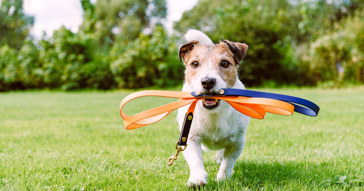 Koliko dugo treba šetati psa? Ovisi o dobi