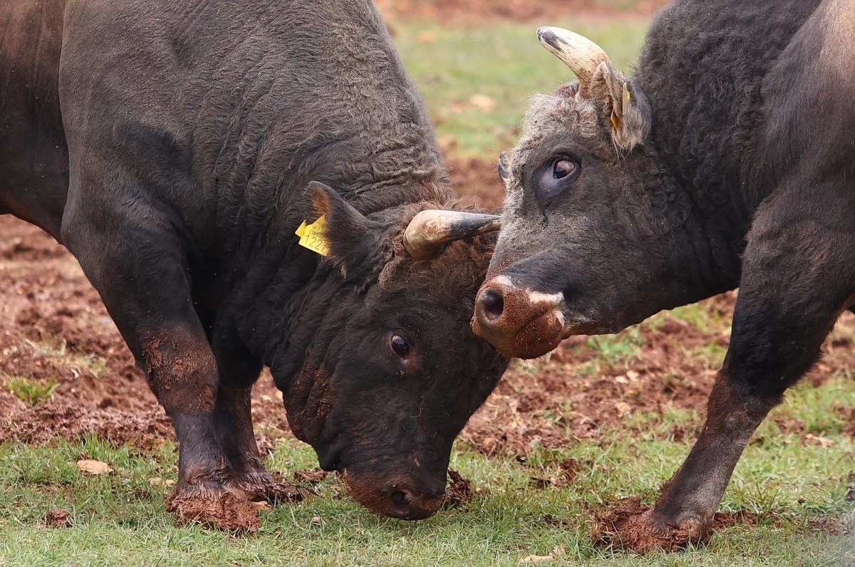 Pobjegla dva bika iz klaonice u Kaštelima. "Ne približavajte im se"