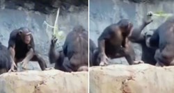 Mali majmun bacio kamen na turiste pa ga majka istukla šibom, video je hit