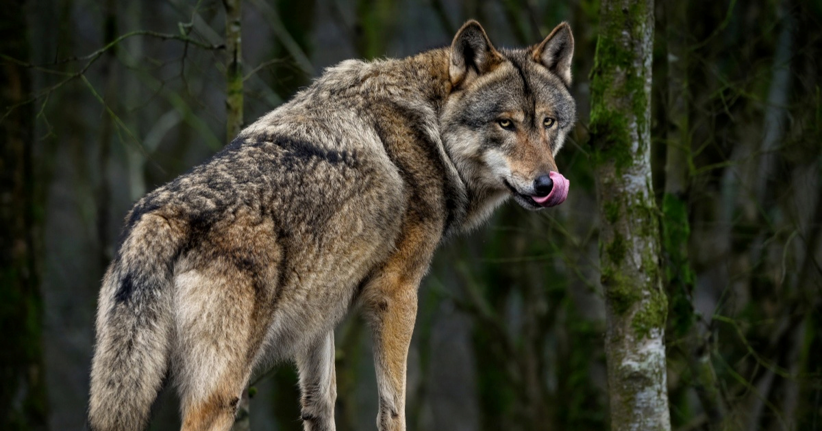 Hrvatske šume podijelile rijetku snimku strogo zaštićenog sivog vuka