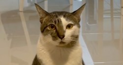 Video mace koja štuca oduševio je tisuće pa postao viralan