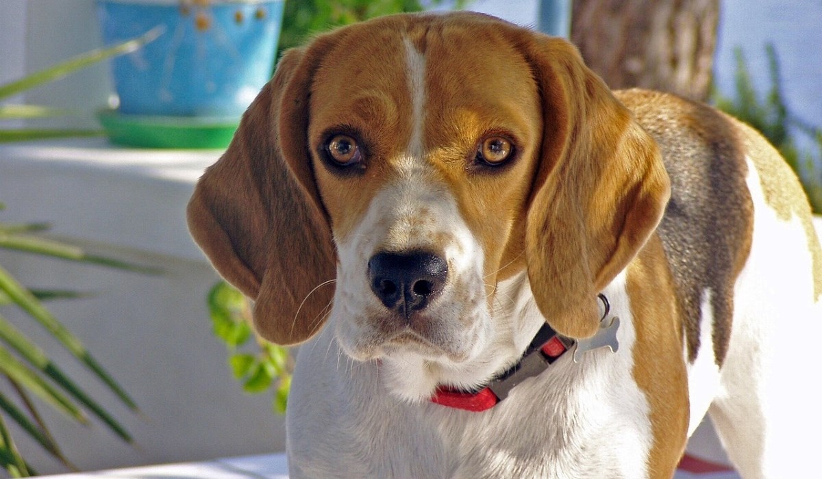 Osam pasmina pasa koje se najbolje prilagođavaju visokim temperaturama