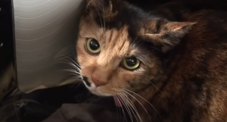 Mačka se skrivala po kući i tresla od straha, razlog je šokirao vlasnike