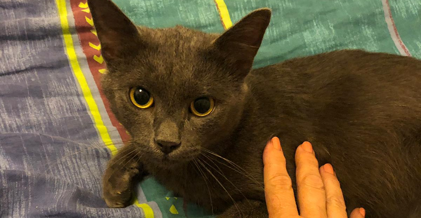 Prekrasni sivi mačak spašen je s ulice i sada traži stalan dom