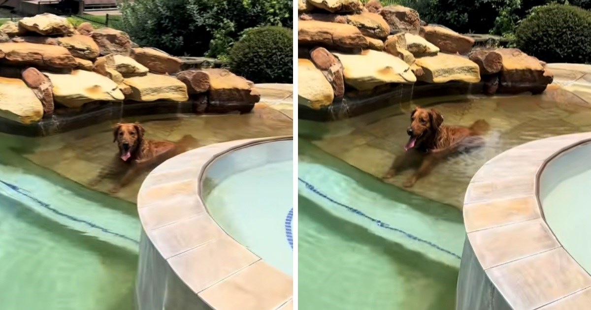 Retriverica je pobjegla iz dvorišta. Vlasnica ju je pronašla kako se kupa kod susjeda