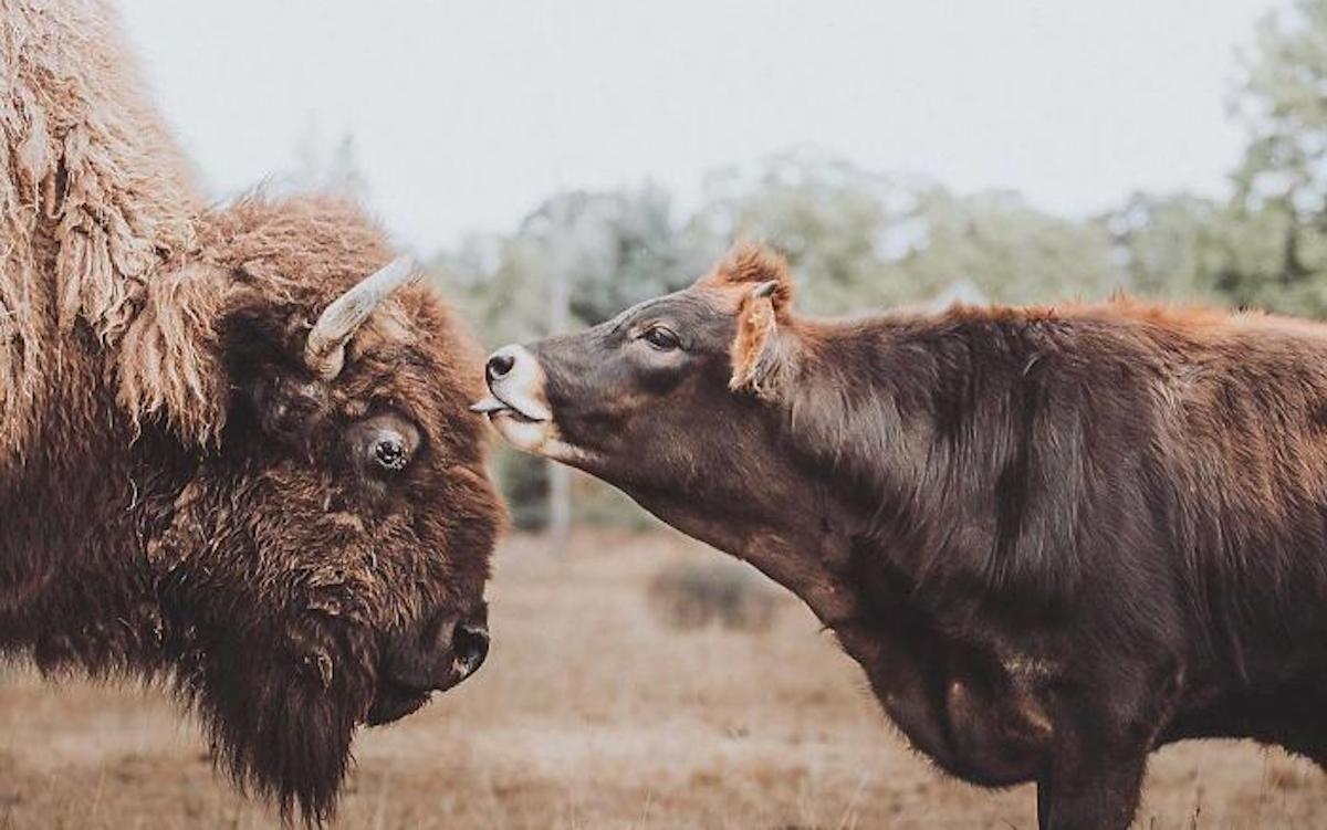 Slijepu bizonku ignorirale su sve životinje na farmi, a onda je upoznala Olivera