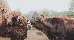 Slijepu bizonku ignorirale su sve životinje na farmi, a onda je upoznala Olivera