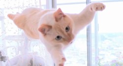 Mačak iz Japana je postao pravi hit svojim plesnim pokretima