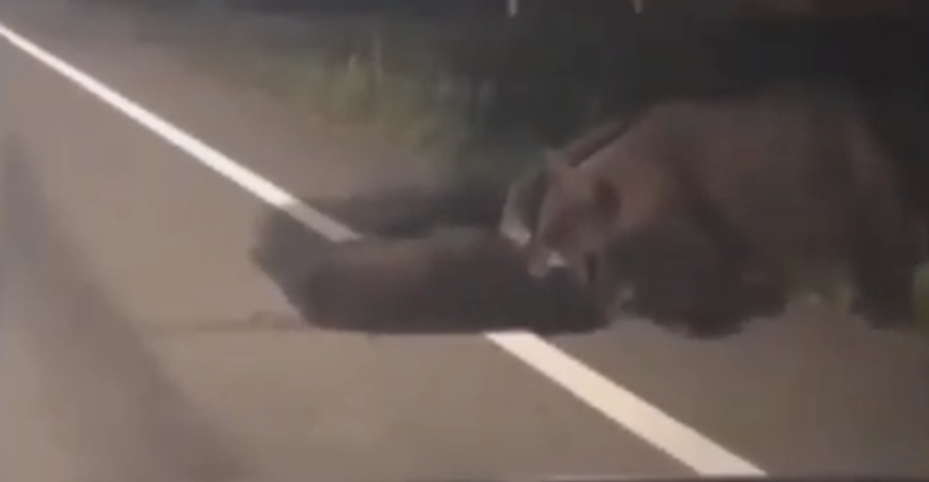 Snimka medvjeda koji su spašavali ranjeno mladunče rastužila cijeli svijet