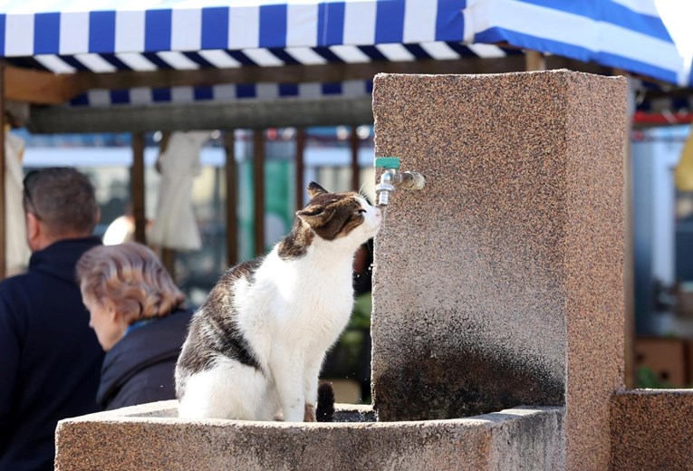 U kojim europskim zemljama živi najviše mačaka? Hrvatska je pri dnu ljestvice