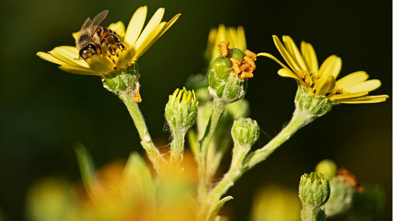 Broj divljih pčela globalno se smanjio za četvrtinu od 1995. do 2015.
