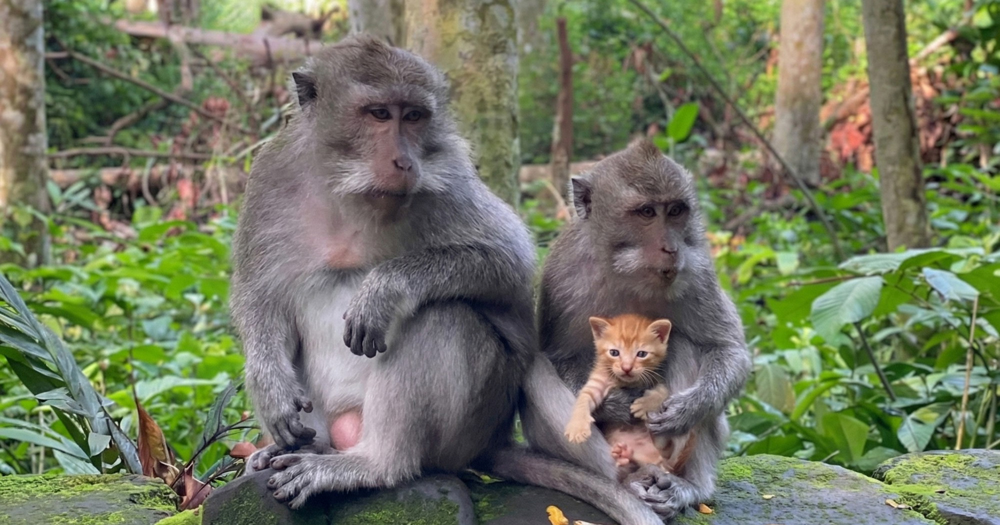 Neobično prijateljstvo: Majmun i mačić postali su viralni hit