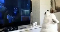 Ovaj pas nikada ne propušta priliku da pusti glas dok gleda televiziju