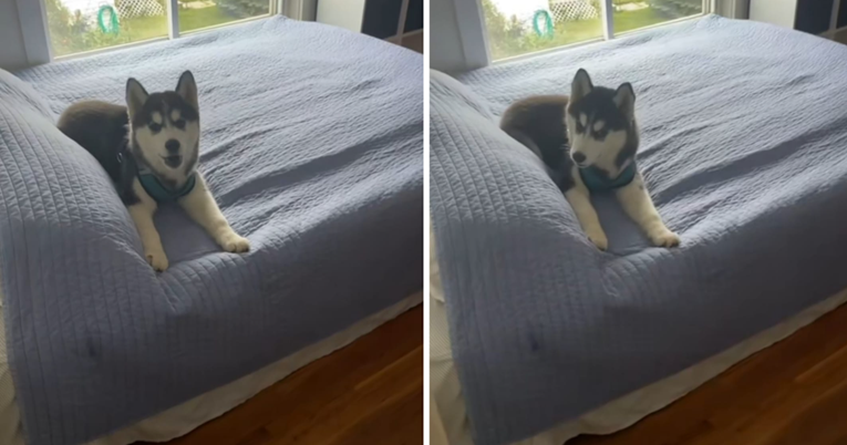 Hit video: Pogledajte kako se štene haskija svađa s vlasnicom jer mu brani na krevet