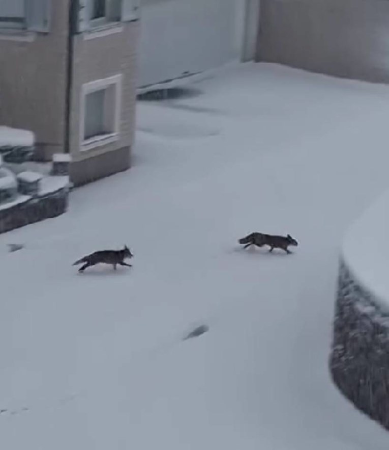 VIDEO Snježna igra koja je oduševila Hrvatsku, dvije male lisice ukrale su show