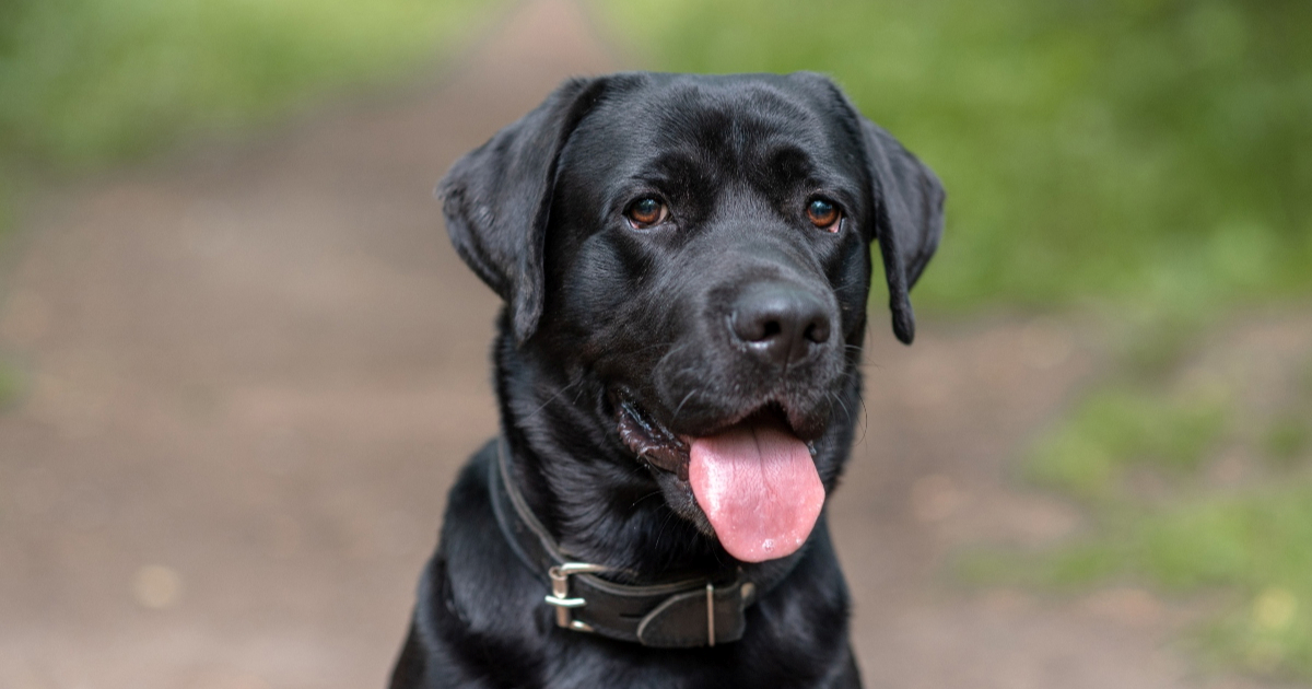 Vlasnik ostavio psa u vrtiću, a onda je doznao što njegov ljubimac radi dok ga nema