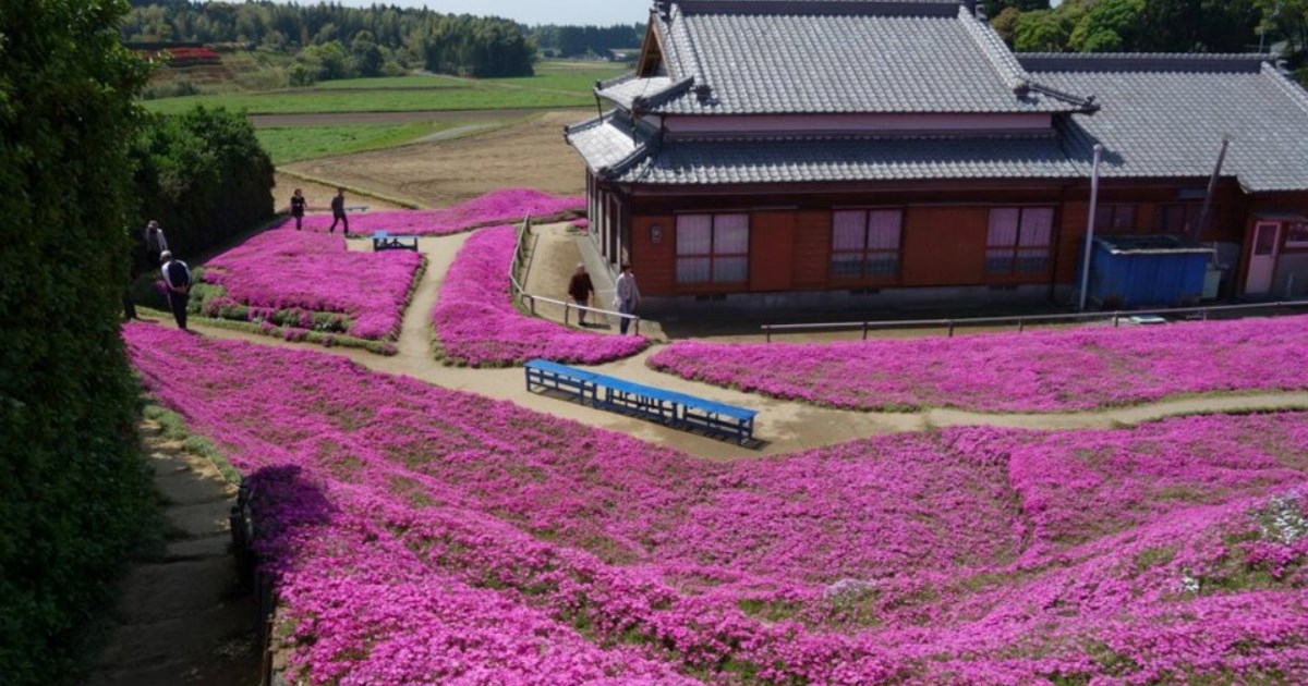 Posadio tisuće cvjetova kako bi usrećio slijepu suprugu 🥺