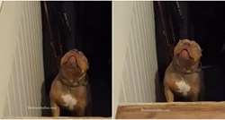 "Neka ga netko podsjeti da je pitbull": Urnebesna reakcija psa u strahu od mačke
