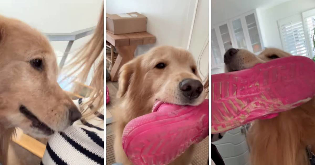 Dirljiva reakcija zlatnog retrivera na povratak vlasnice s putovanja raznježila mnoge