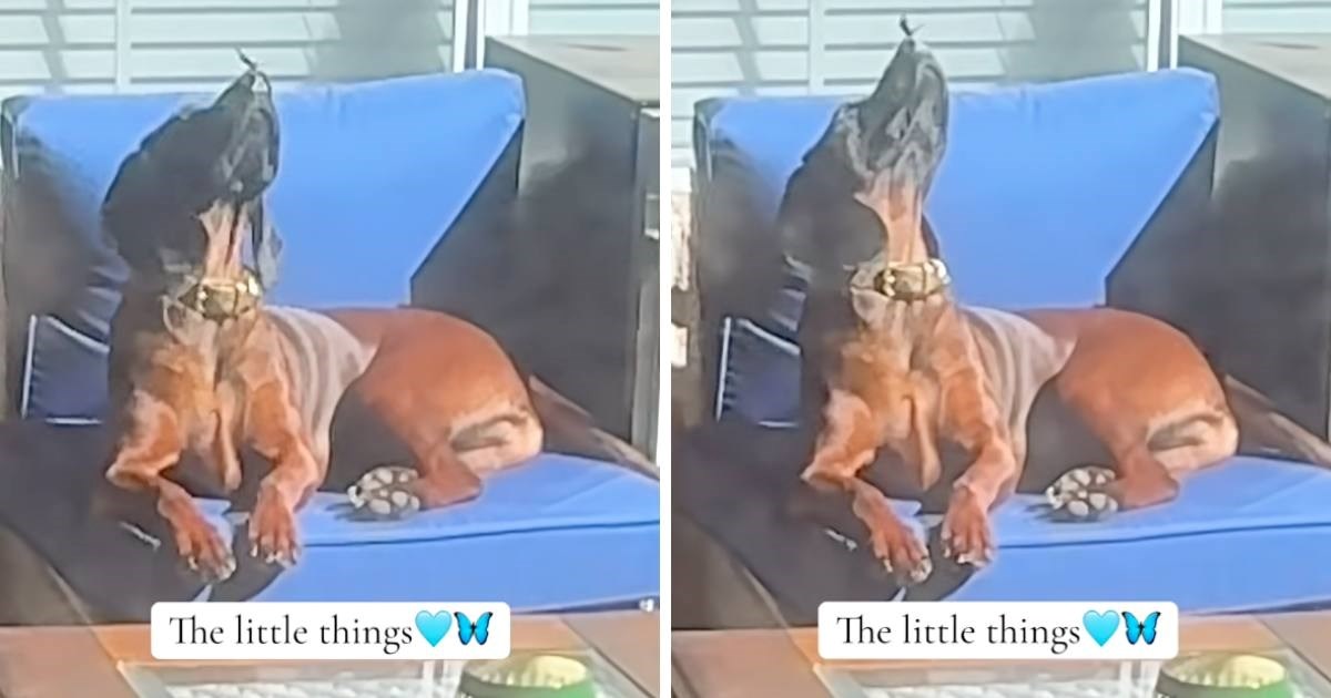 Leptir sletio na nos psa koji se odmarao. Sladak trenutak će vas oduševiti