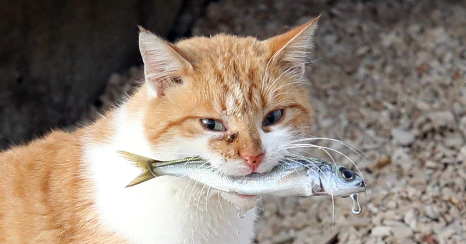 Mačak Garfi u Primoštenu sam se pobrinuo za svoj ručak. Ulovio ribicu u plićaku