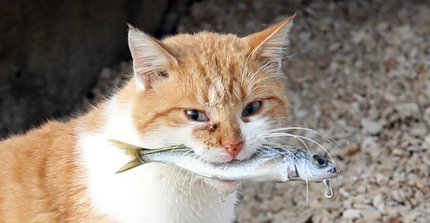 Mačak Garfi u Primoštenu sam se pobrinuo za svoj ručak. Ulovio ribicu u plićaku
