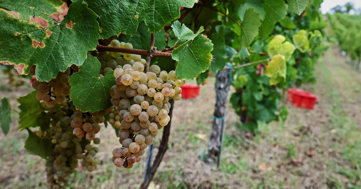 Sinj upozorava na opasnu bolest vinove loze. "Zaraženi trs mora van"