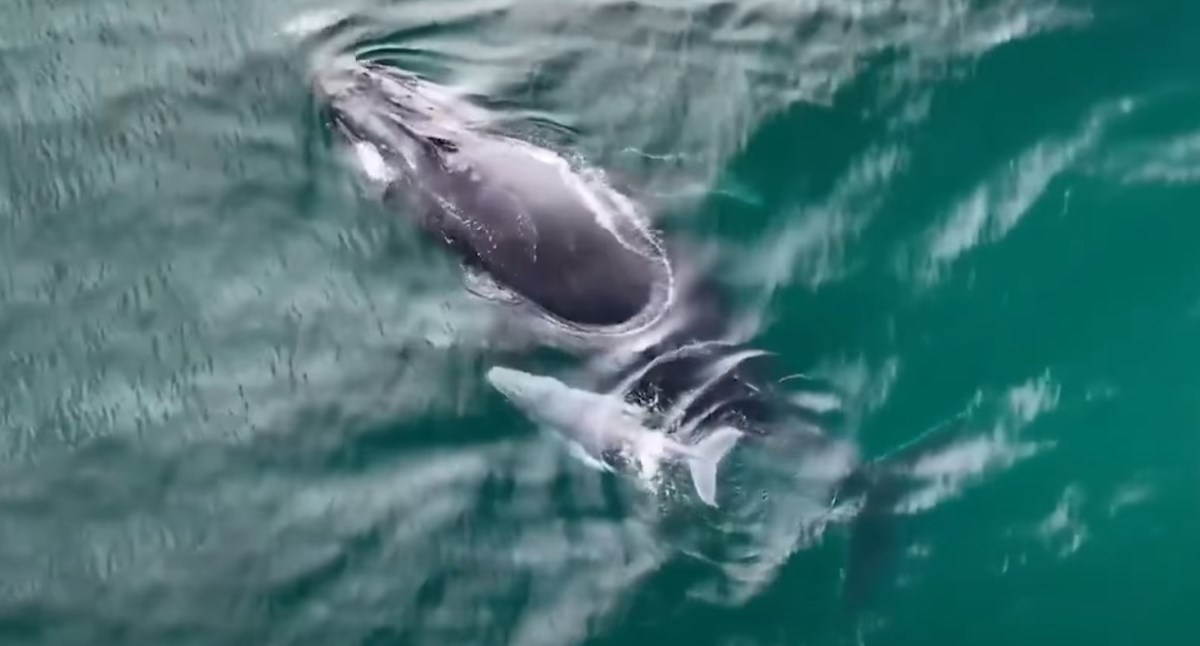 VIDEO Iznimno rijedak prizor. Mladunče bijelog kita snimljeno uz obalu Australije