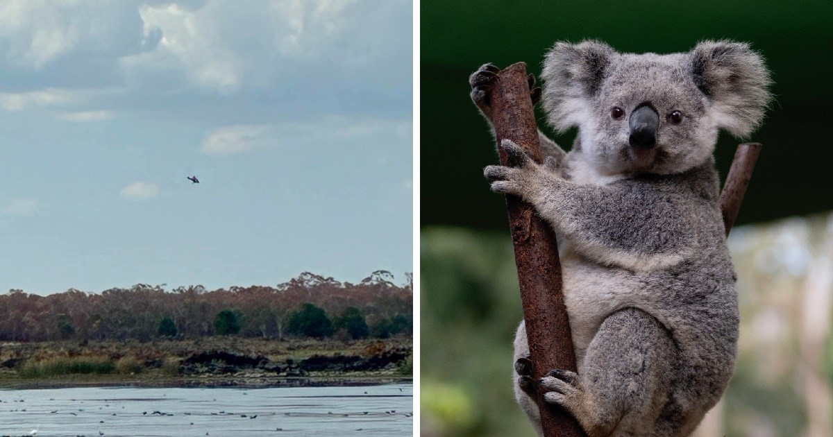 Australci iz helikoptera ubili preko 700 koala, udruge zgrožene