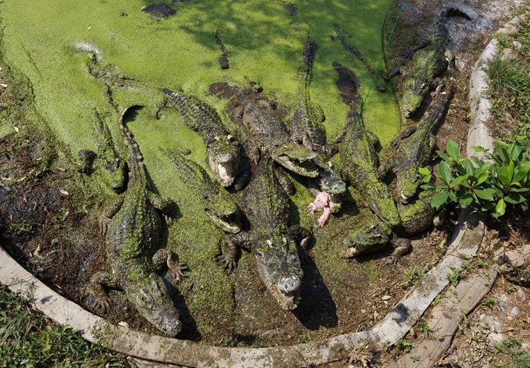 Australski znanstvenici otkrili ljuske jaja krokodila penjača. "Lovili su kao gepard"