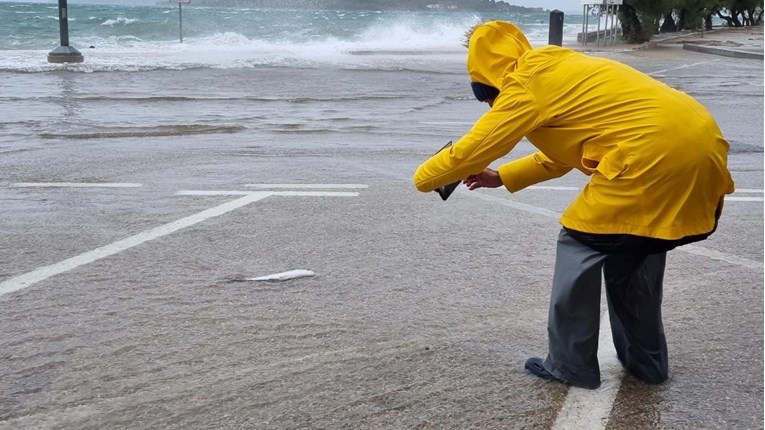 Nesvakidašnji prizor u Vodicama: Olujno jugo izbacilo ribe na obalu