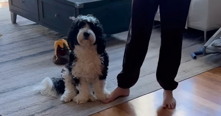 Preslatki bernedoodle šapom je zaustavio vlasnicu u odlasku od kuće